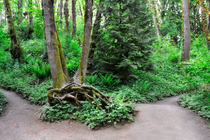 Tryon Creek State Natural Area, Oregon, USA